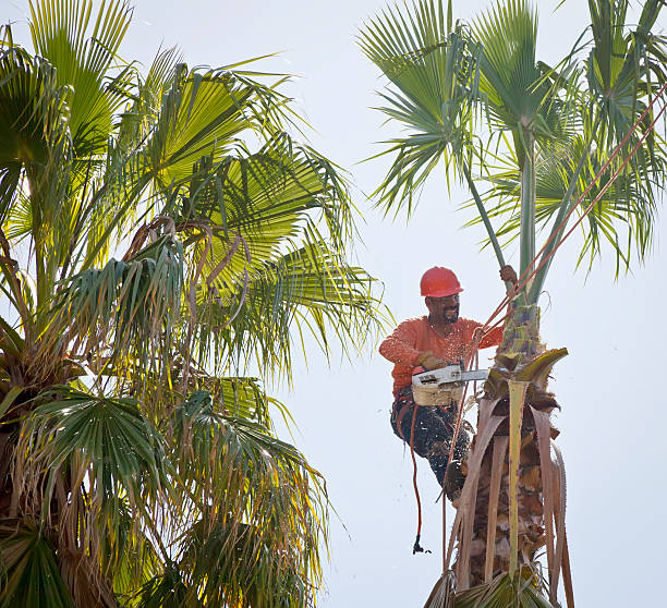 Best Local Tree Services  in Bedford, IA